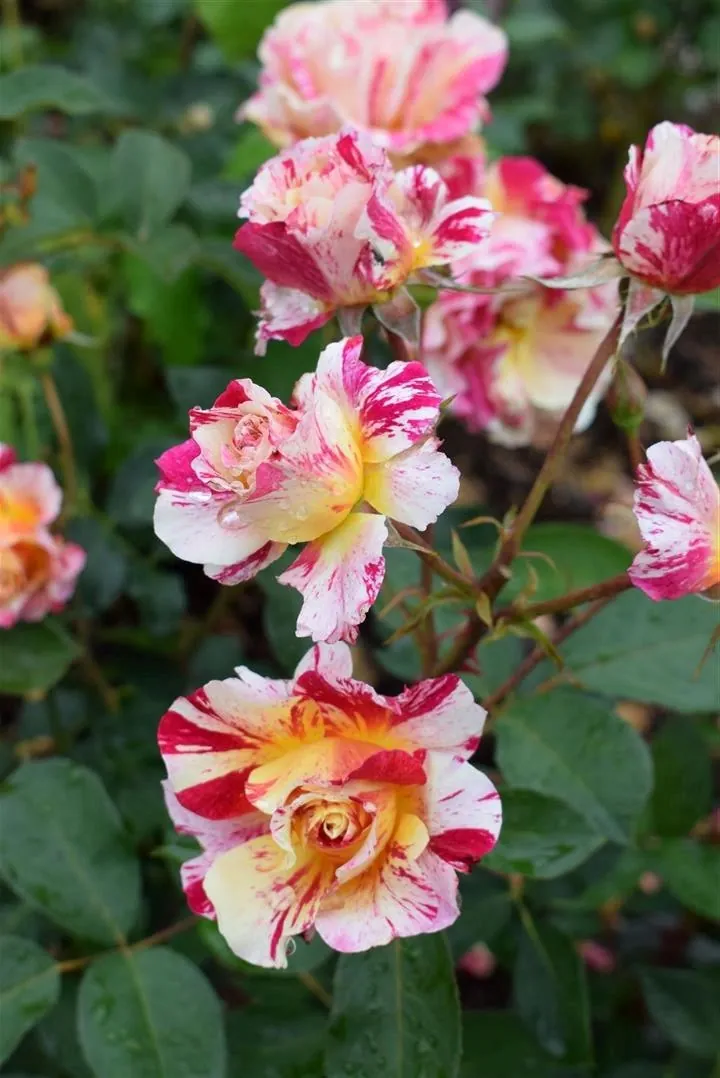 G21.1 rosenhaven  (13)